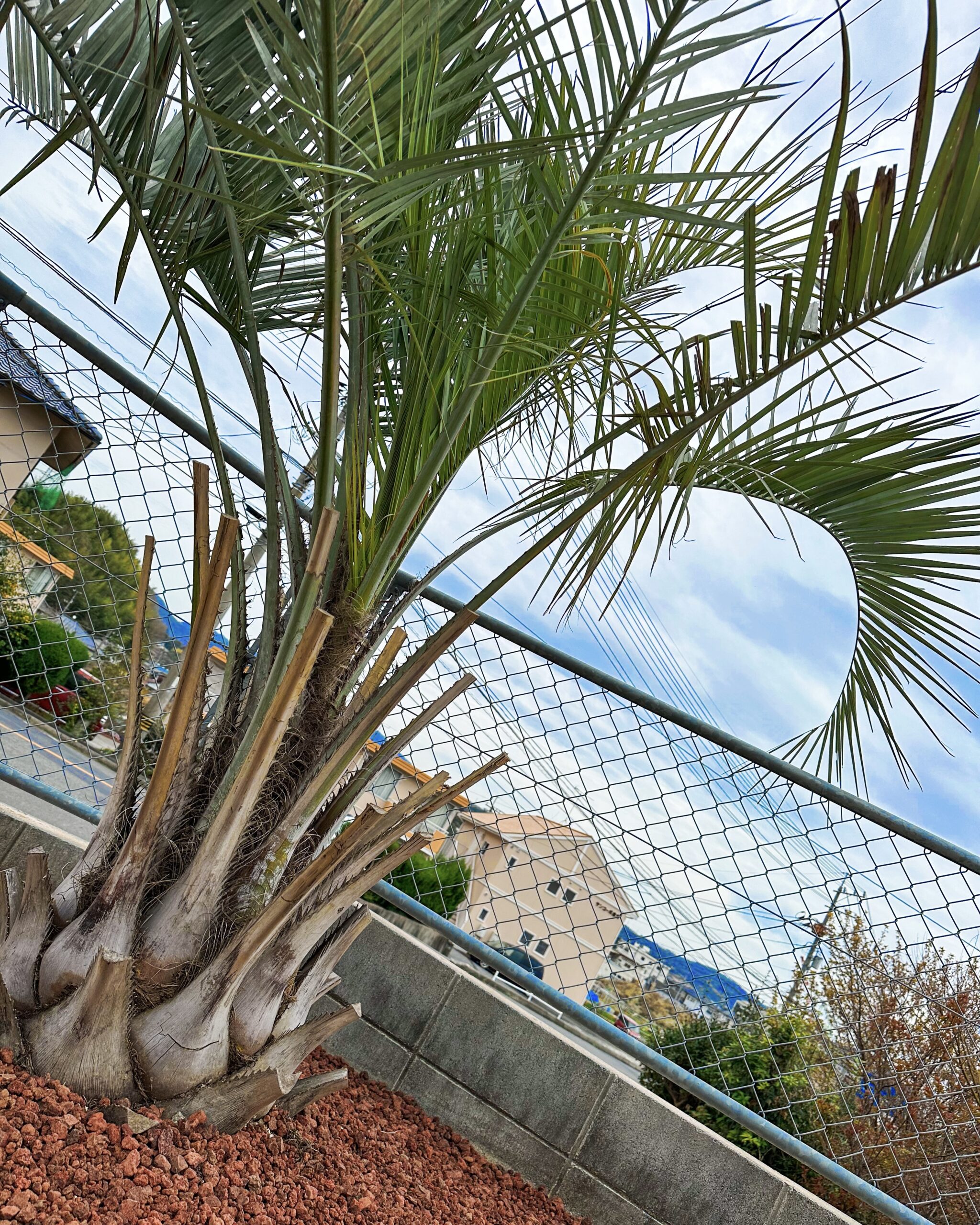 【東広島市 ココスヤシ納品】